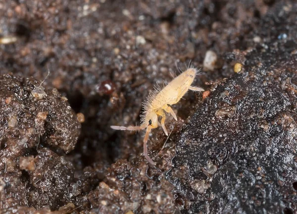 Liten Springtail Fotograferad Med Hög Förstoring — Stockfoto