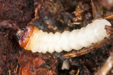 Longhorn böceği larvası, Cerambycidae tahtada