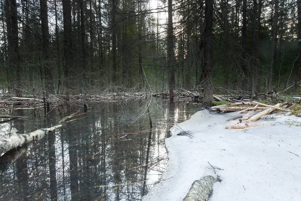 Avrupa Kunduzu Castor Fiber Havuzu Ilkbaharın Başlarında Ormanda Hala Kar — Stok fotoğraf