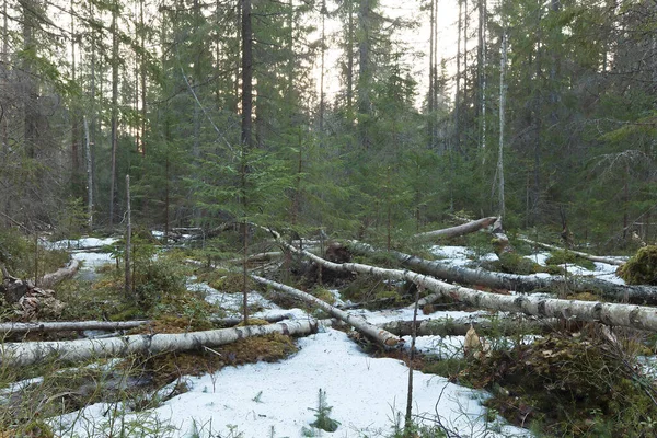 Padlé Břízy Evropského Bobra Castor Vlákno Začátku Jara Tichým Sněhem — Stock fotografie