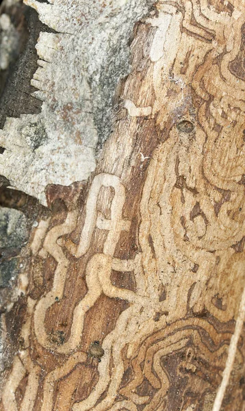 Huş Ağacında Böcek Larvası Izleri — Stok fotoğraf