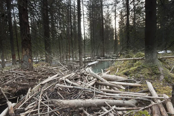 Avrupai Kunduz Ormandaki Kepek Fiber Havuzu Kesilen Ağaçlar Ormana Zarar — Stok fotoğraf