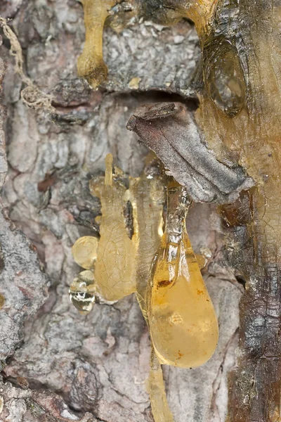 Coniferouos樹皮の樹脂 マクロ写真 — ストック写真