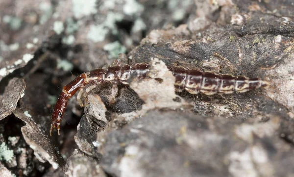 Snakefly Raphidioptera Larva Wood Macro Photo — Stock Photo, Image