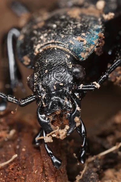 Violet Ground Beetle Carabus Violaceus Macro Photo — Stock Photo, Image