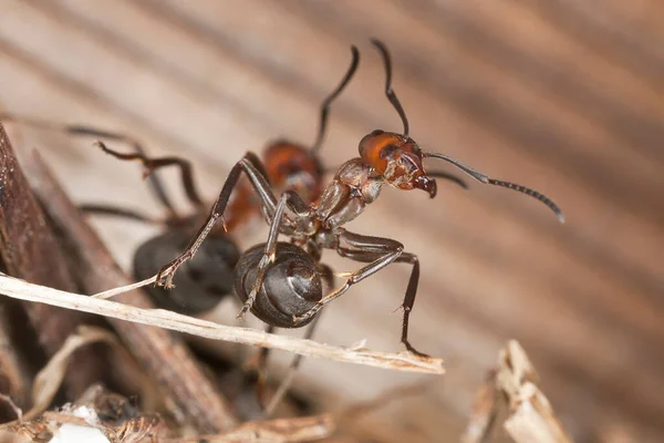 Agresywna Mrówka Południowa Formica Rufa — Zdjęcie stockowe