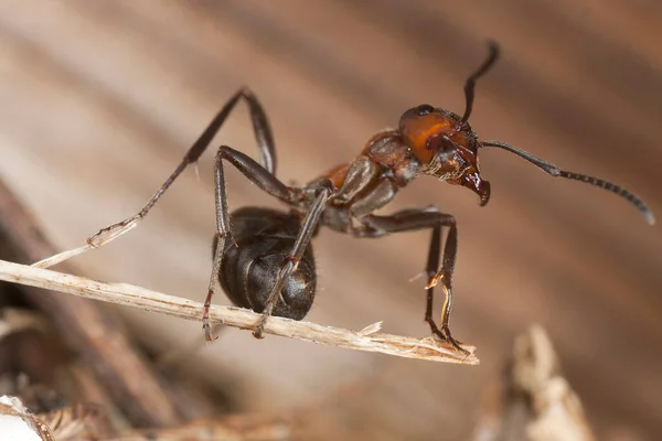 Agggresive Southern Wood Ant Formica Rufa — Stock Photo, Image