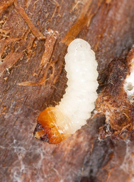Långrevsskalbaggslarver Cerambycidae Trä — Stockfoto