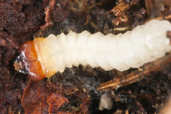 Larva Besouro Longhorn Cerambycidae Sobre Madeira — Fotografia de Stock