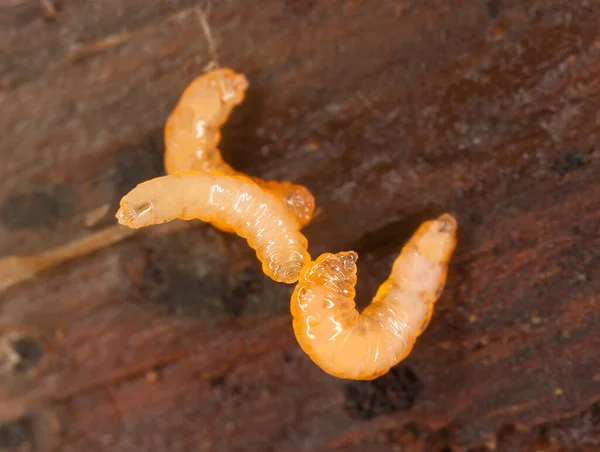 Larvas Insetos Madeira Foto Macro — Fotografia de Stock