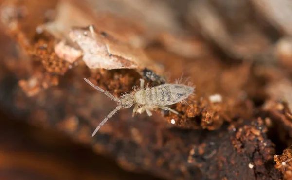 Liten Springtail Trä Makro Foto Med Hög Förstoring — Stockfoto