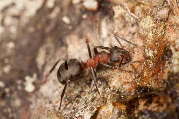 Southern Wood Ant Formica Rufa Wood — Stock Photo, Image
