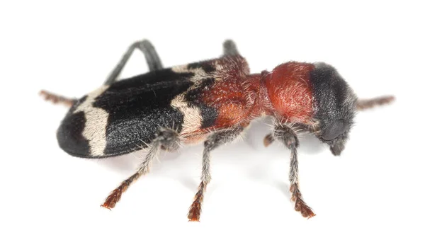 Ant Beetle Thanasimus Formicarius Isolated White Background Insect Predator Bark — Stock Photo, Image