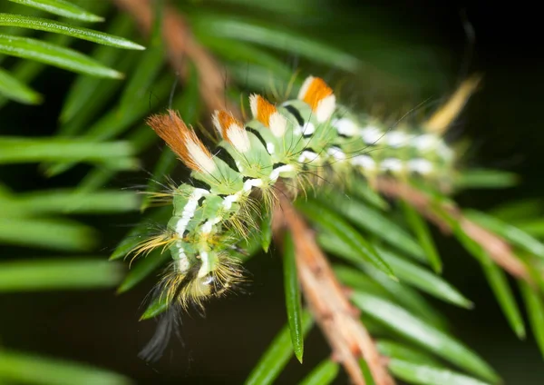 Gräsfjäril Calliteara Abietis Larv Gran Kvist — Stockfoto