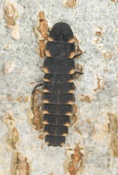 Common Glow Worm Lampyris Noctiluca Larva Wood Macro Photo — Stock Photo, Image