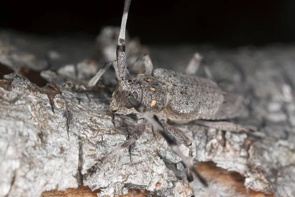 Timberman Böceği Acanthocinus Odun Üzerinde Aedilis — Stok fotoğraf