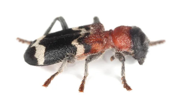 Chrysomèle Des Fourmis Thanasimus Formicarius Isolé Sur Fond Blanc Cet Image En Vente