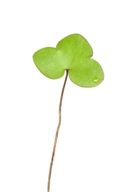 Liverleaf yaprağı, Hepatica nobilis beyaz arka planda izole