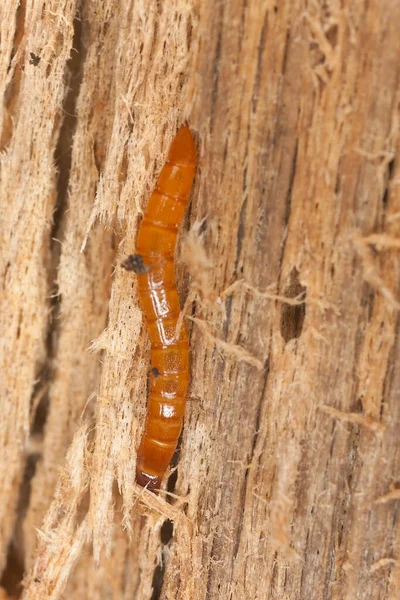 Click Beetle Larva Wood Close Seup Photo — стоковое фото