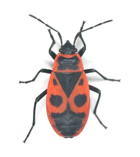 Feuerwanze Pyrrhocoris Apterus Isoliert Auf Weißem Hintergrund Makroaufnahme — Stockfoto