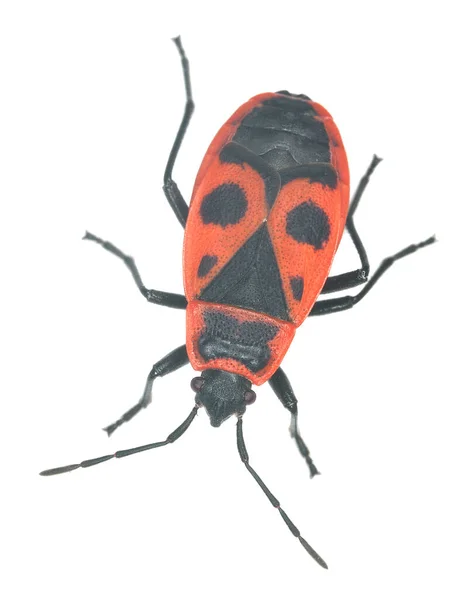 Fire Bug Pyrrhocoris Apterus Ізольовані Білому Фоні Макро Фото — стокове фото