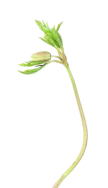 Dřevěné Sasanky Ještě Květu Anémie Nemorosa Izolované Bílém Pozadí Tato — Stock fotografie