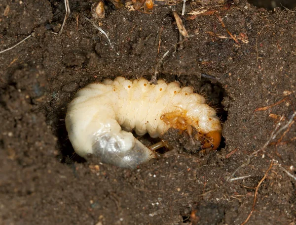 Larva Escaravelho Scarabaeidae Solo Foto Macro — Fotografia de Stock