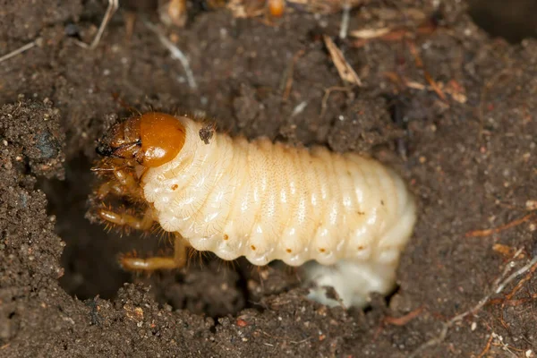 Scarabaeidae Beetle Larva Soil Macro Photo — Stock Photo, Image