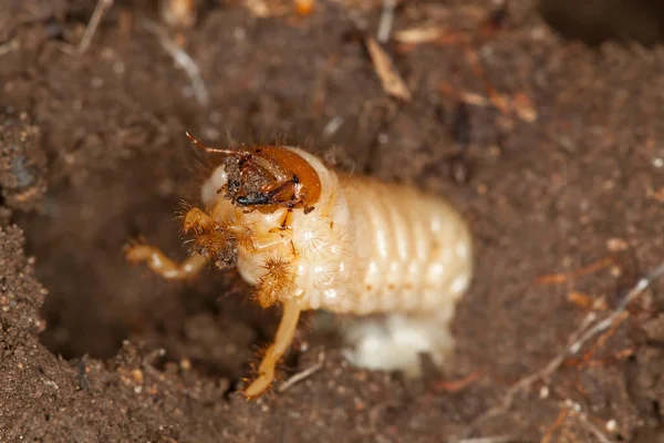 Scarabaeidae Skalbaggslarver Jord Makrofoto — Stockfoto