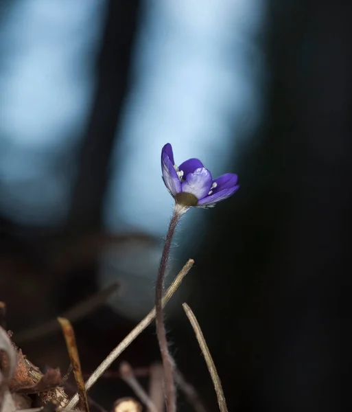 Kvetoucí Listí Hepatica Nobilis Tato Květina Kvete Jaře Chráněna Zákonem — Stock fotografie