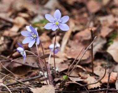 Yaprakların arasında çiçek açan karaciğer yaprağı, yaprakların arasında Hepatica nobilis, ilkbaharın başlarında açan bu çiçek ve İsveç 'in bazı bölgelerinde yasalar tarafından korunmaktadır.