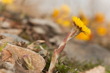 Coltsfoot, Tussilago farfara İlkbaharda çiçek açıyor