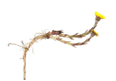 Coltsfoot, Tussilago farfara beyaz arka planda izole edilmiş.