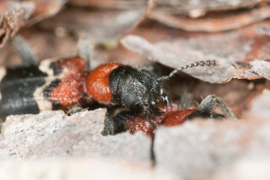 Çiftleşen karınca böcekleri, Thanasimus tahtanın üzerinde formicarius, makro fotoğraf.