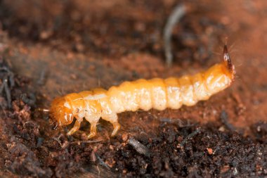 Siyah başlı kardinal böceği, tahta üzerinde pirokroa coccinea larvası