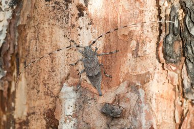 Dişi kereste böceği, Acanthocinus aedilis tahtada.