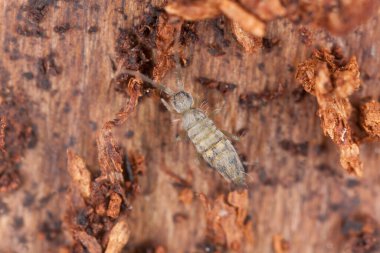Tahtadaki yay kuyruğu, makro fotoğraf