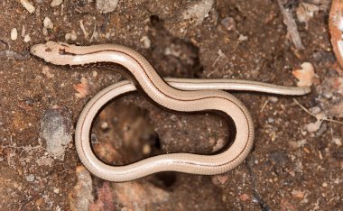 Slowworm, Anguis yerde.