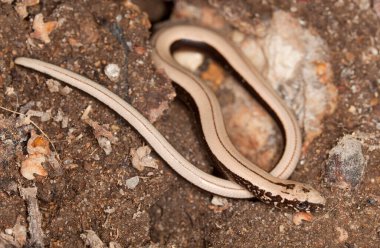 Slowworm, Anguis yerde.