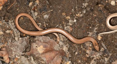Slowworm, Anguis yerde.