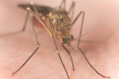 Sivrisinek insan kanı emiyor, makro fotoğraf.