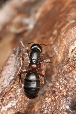 Marangoz karınca, Camponotus tahtada, makro fotoğraf.