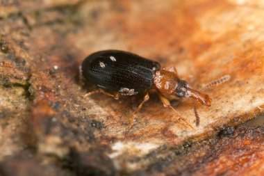 Dar bel kabuk böceği, tahta üzerinde Salpingus ruficollis, büyütülmüş makro fotoğraf.
