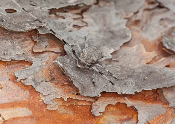 Timberman böceği, Acanthocinus aedilis tahtada, makro fotoğraf