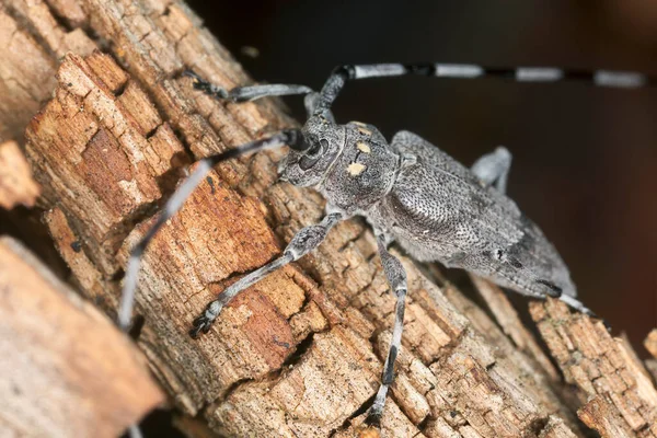 Timberman Böceği Acanthocinus Aedilis Tahtada Makro Fotoğraf — Stok fotoğraf