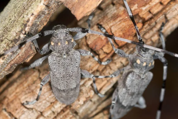 Timberman Beetle Acanthocinus Aedilis Wood Macro Photo — 스톡 사진