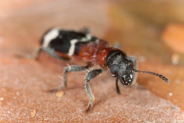 Ameisenkäfer Thanasimus Formicarius Auf Rinde Makroaufnahme — Stockfoto