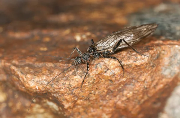 Mosca Piedra Adulta Plecoptera Roca Este Insecto Menudo Imitado Por — Foto de Stock