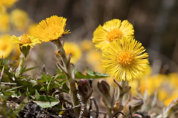 Coltsfoot Tussilago Farfara Kwitnie Wiosną — Zdjęcie stockowe