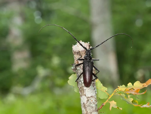 Büyük Oğlak Böceği Meşe Ağacının Üzerindeki Cerambyx Serdosu Arka Plandaki — Stok fotoğraf